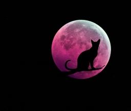 black-cat-and-pink moon