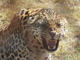 Leopard-snarlWEB