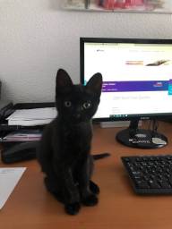 gato